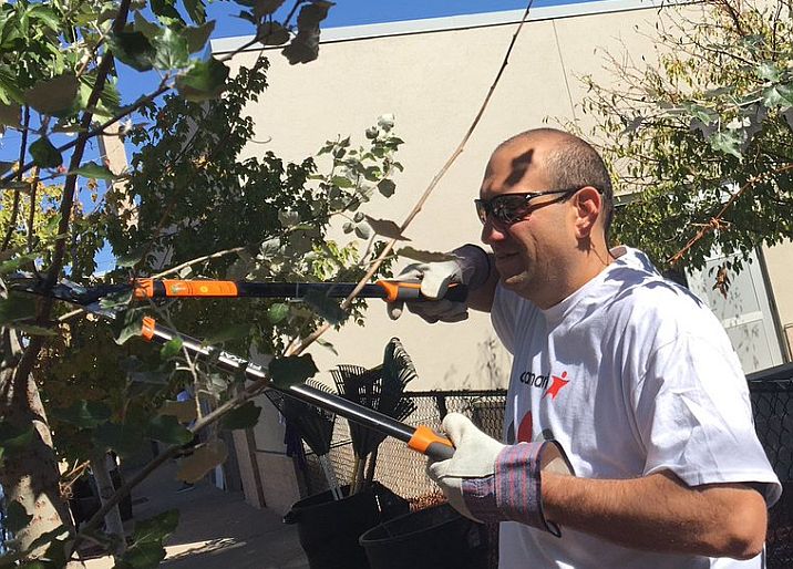 Carl pruning bushes